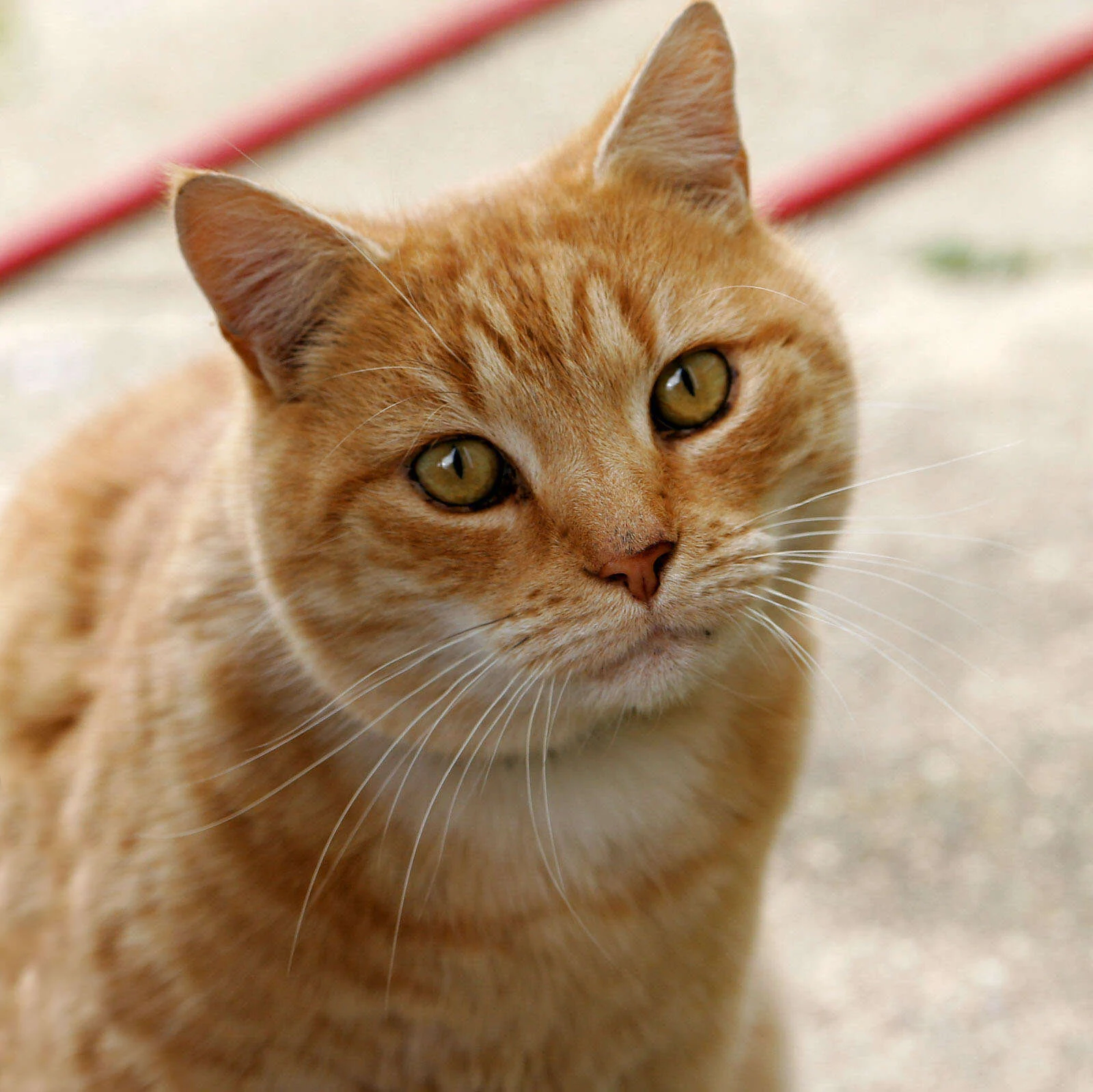 cat sitting near standard scratching post